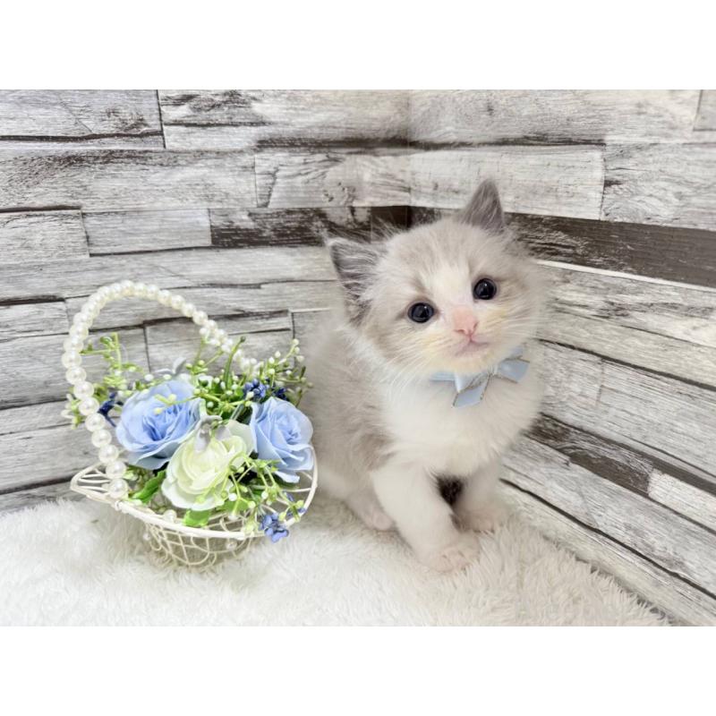 商談中の茨城県のラグドール-131241の5枚目