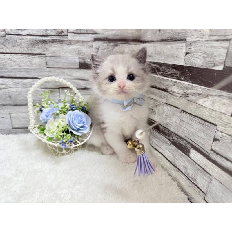 商談中の茨城県のラグドール-131241の4枚目