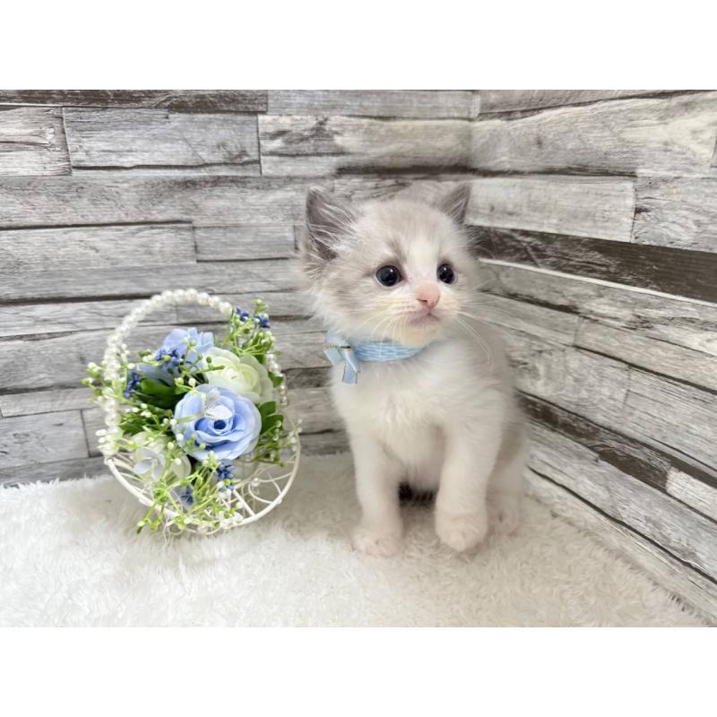 商談中の茨城県のラグドール-131241の3枚目