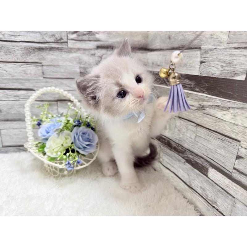 商談中の茨城県のラグドール-131241の2枚目