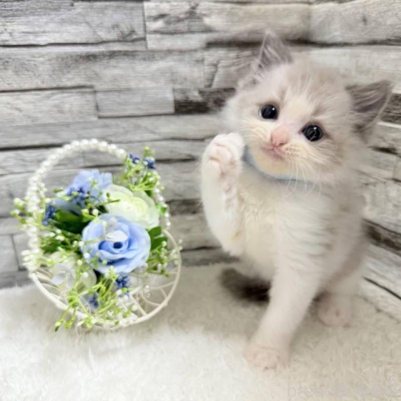 商談中の茨城県のラグドール-131241