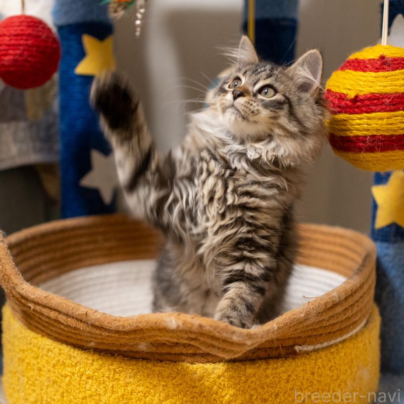 販売中の大阪府のサイベリアン-129149の10枚目