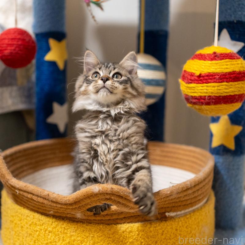 販売中の大阪府のサイベリアン-129149の9枚目