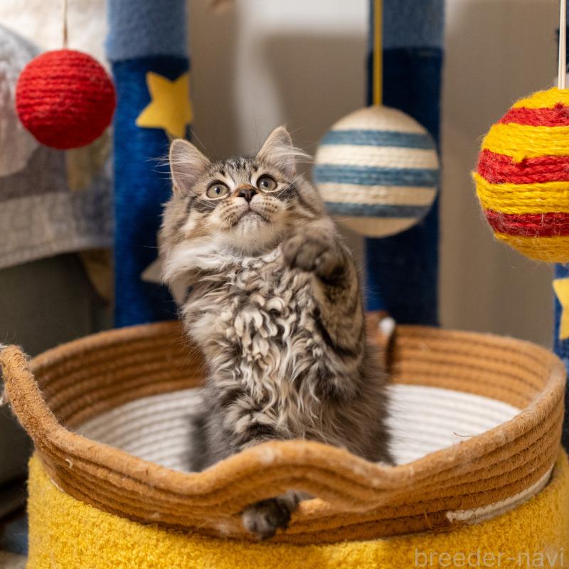 販売中の大阪府のサイベリアン-129149の8枚目