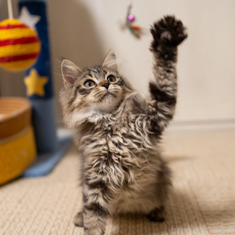 販売中の大阪府のサイベリアン-129149の7枚目