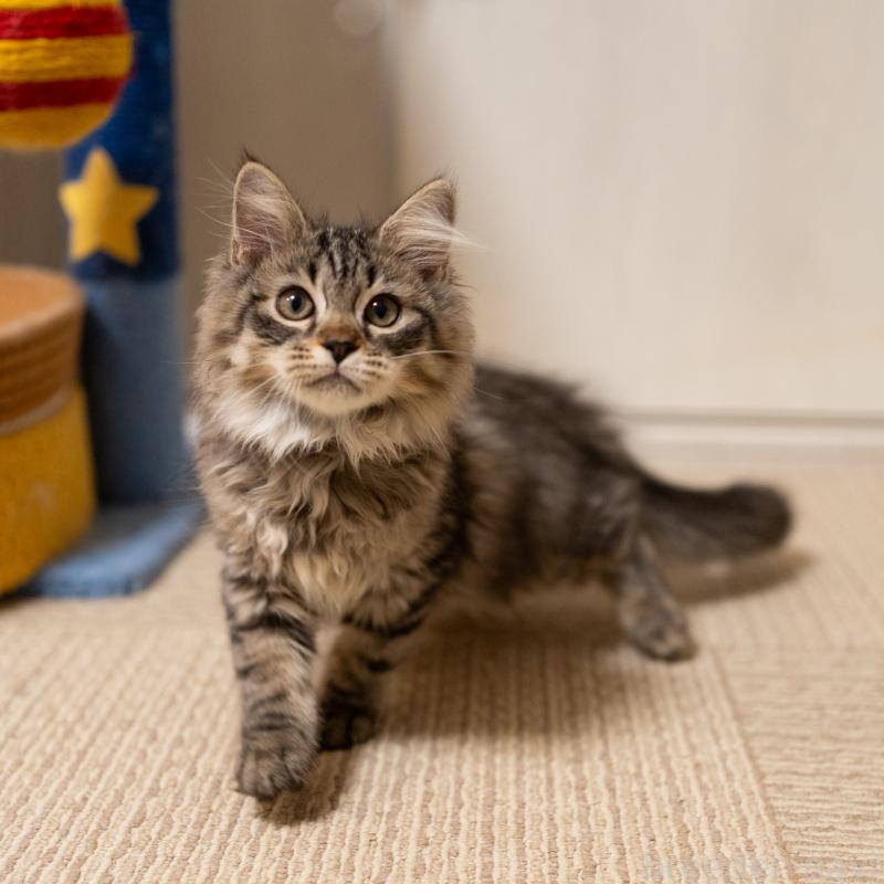 販売中の大阪府のサイベリアン-129149の6枚目