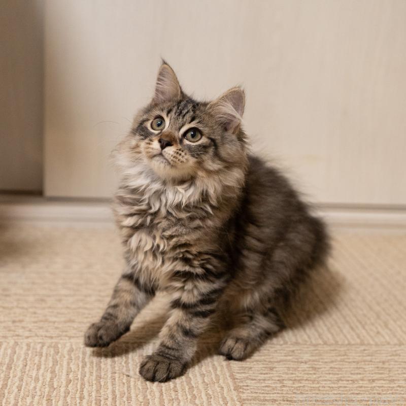 販売中の大阪府のサイベリアン-129149の5枚目