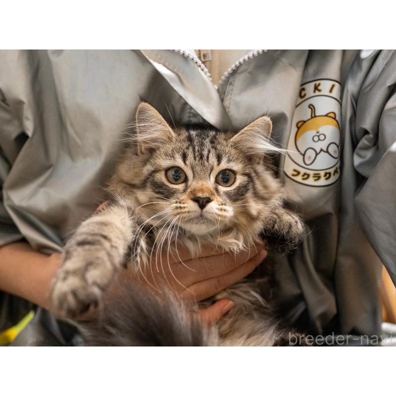 販売中の大阪府のサイベリアン-129149の4枚目