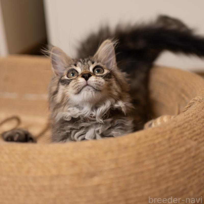 販売中の大阪府のサイベリアン-129149の3枚目