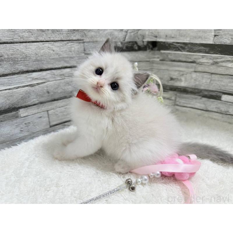 販売中の茨城県のラグドール-131242の5枚目