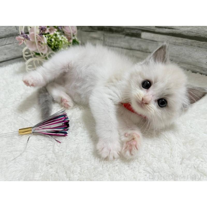 販売中の茨城県のラグドール-131242の4枚目