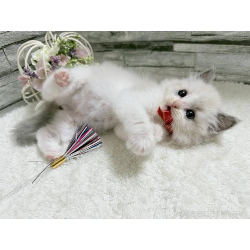 販売中の茨城県のラグドール-131242の3枚目