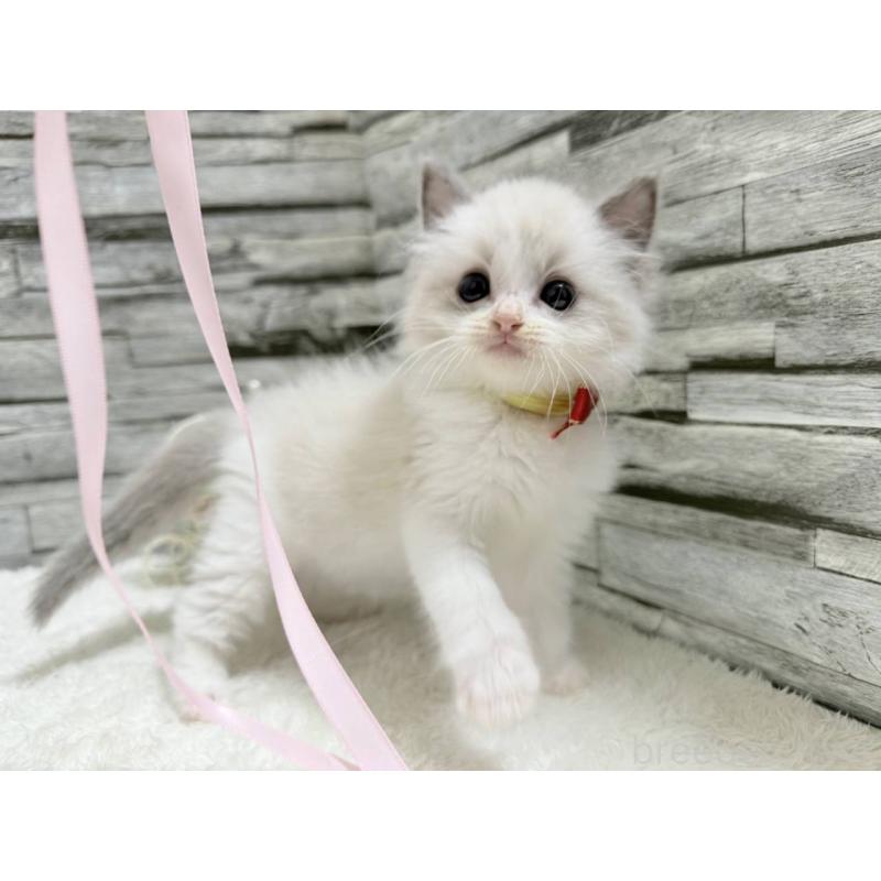 販売中の茨城県のラグドール-131242の2枚目