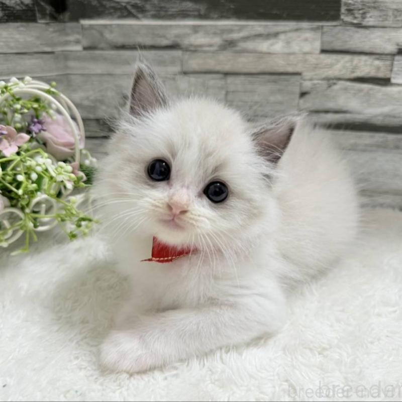 販売中の茨城県のラグドール-131242