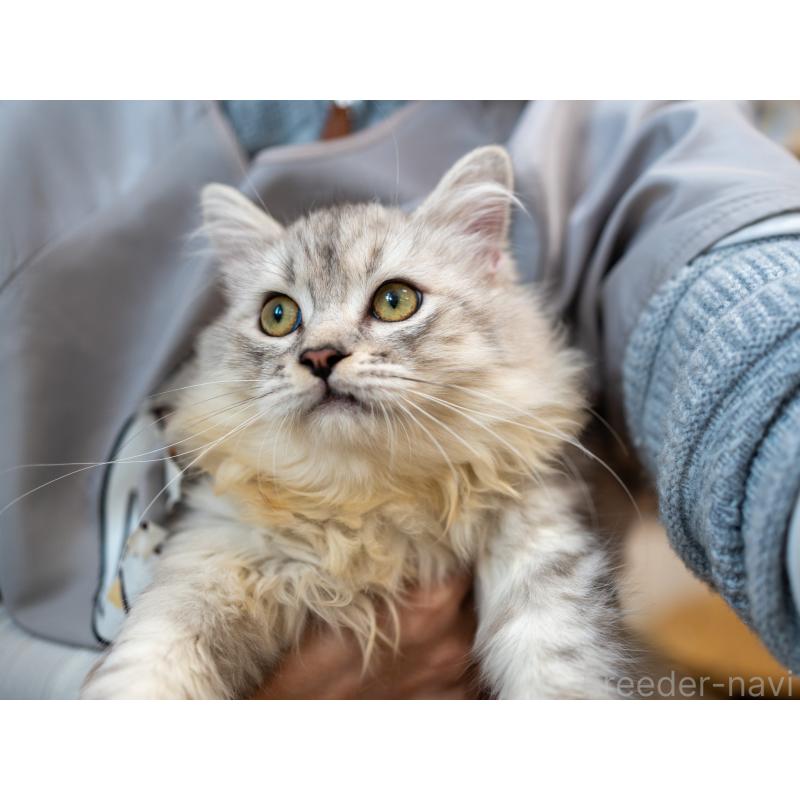 販売中の大阪府のサイベリアン-124718の9枚目