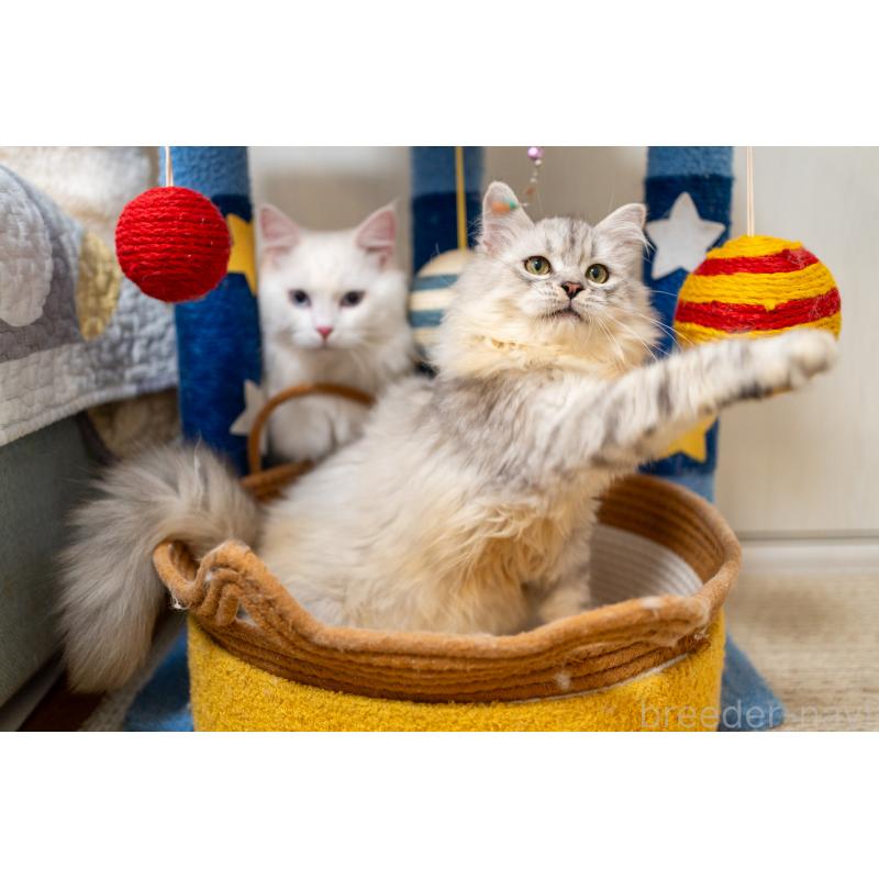 販売中の大阪府のサイベリアン-124718の8枚目