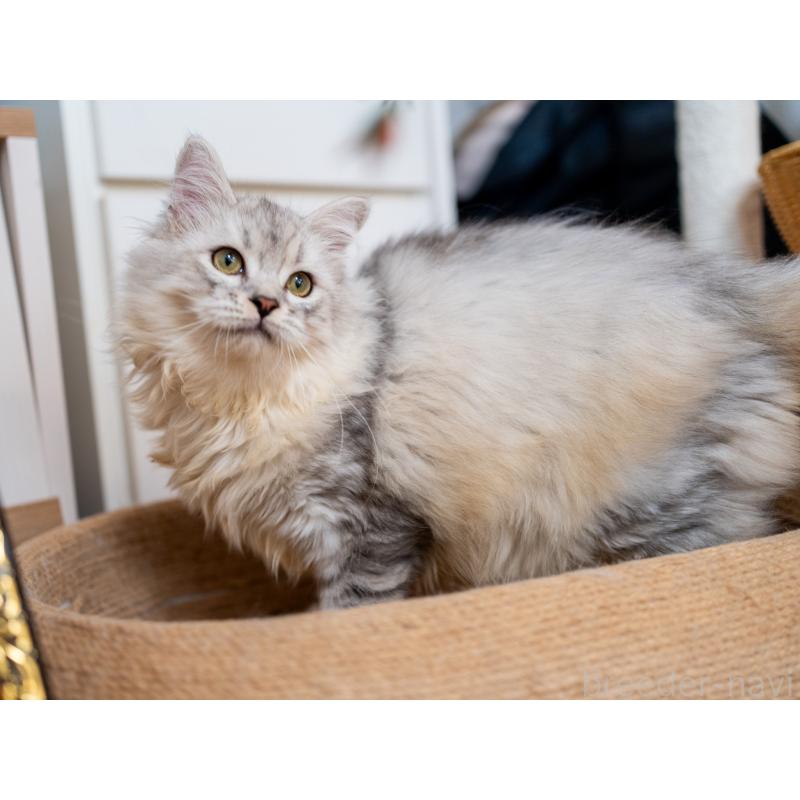 販売中の大阪府のサイベリアン-124718の7枚目