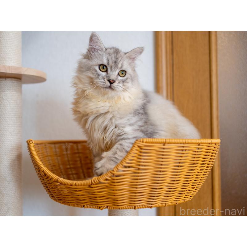 販売中の大阪府のサイベリアン-124718の6枚目