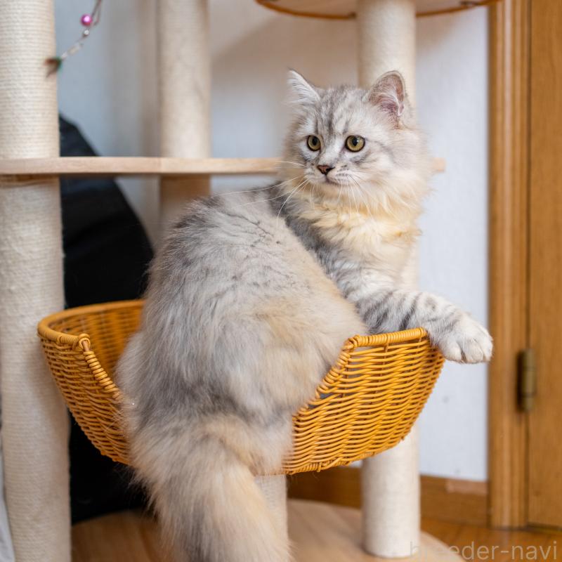 販売中の大阪府のサイベリアン-124718の5枚目