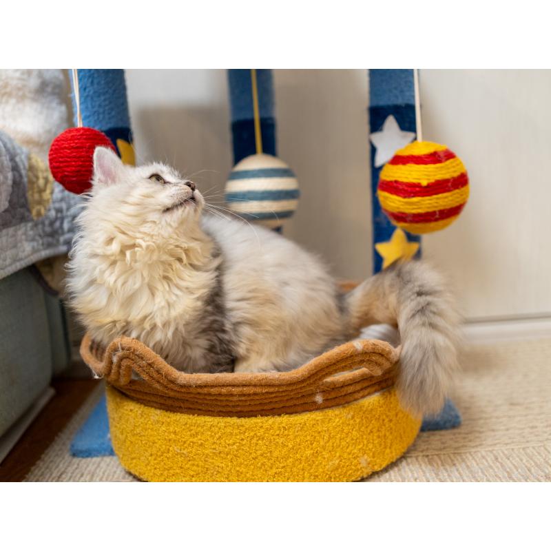 販売中の大阪府のサイベリアン-124718の4枚目