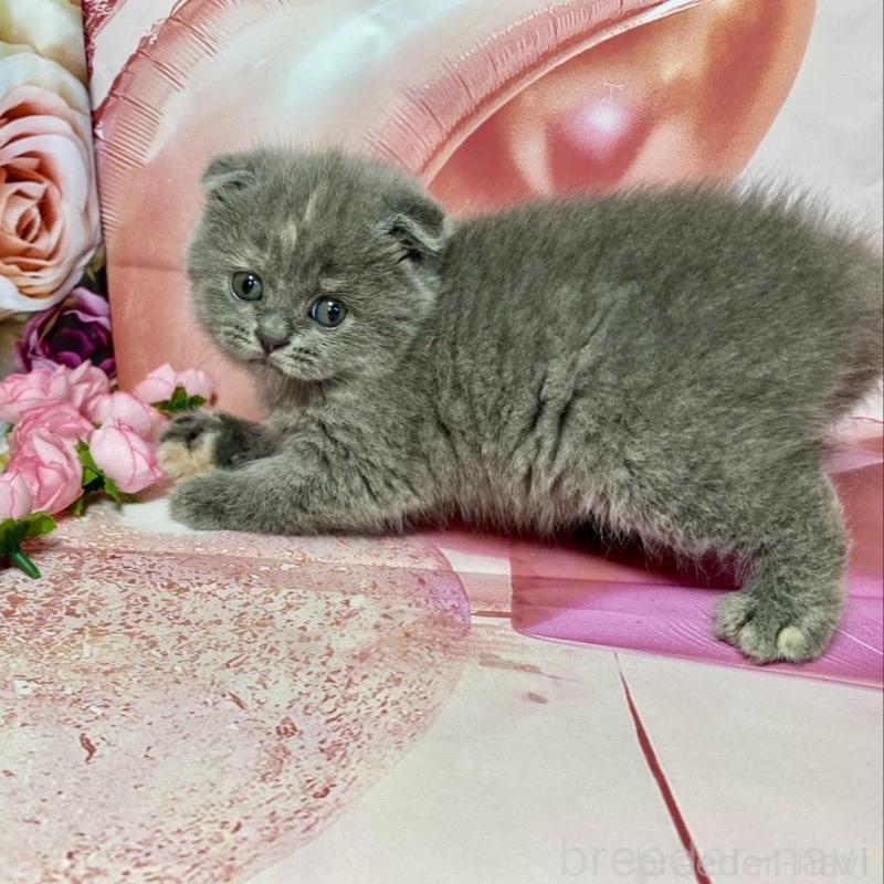 販売中の群馬県のスコティッシュフォールド(折れ耳)-131243の3枚目