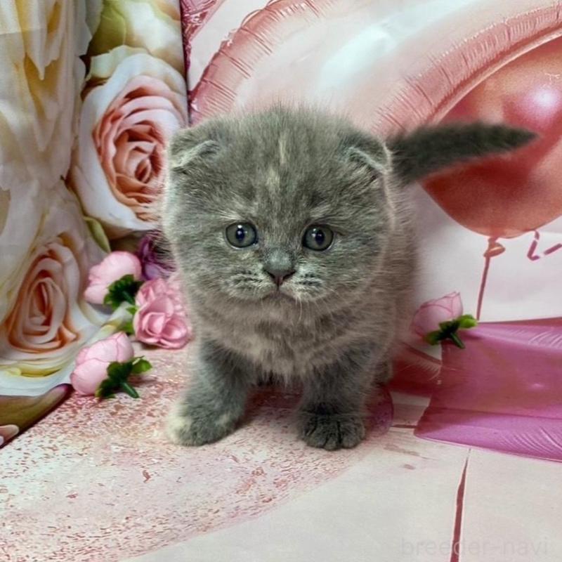 販売中ののスコティッシュフォールド(折れ耳)-131243