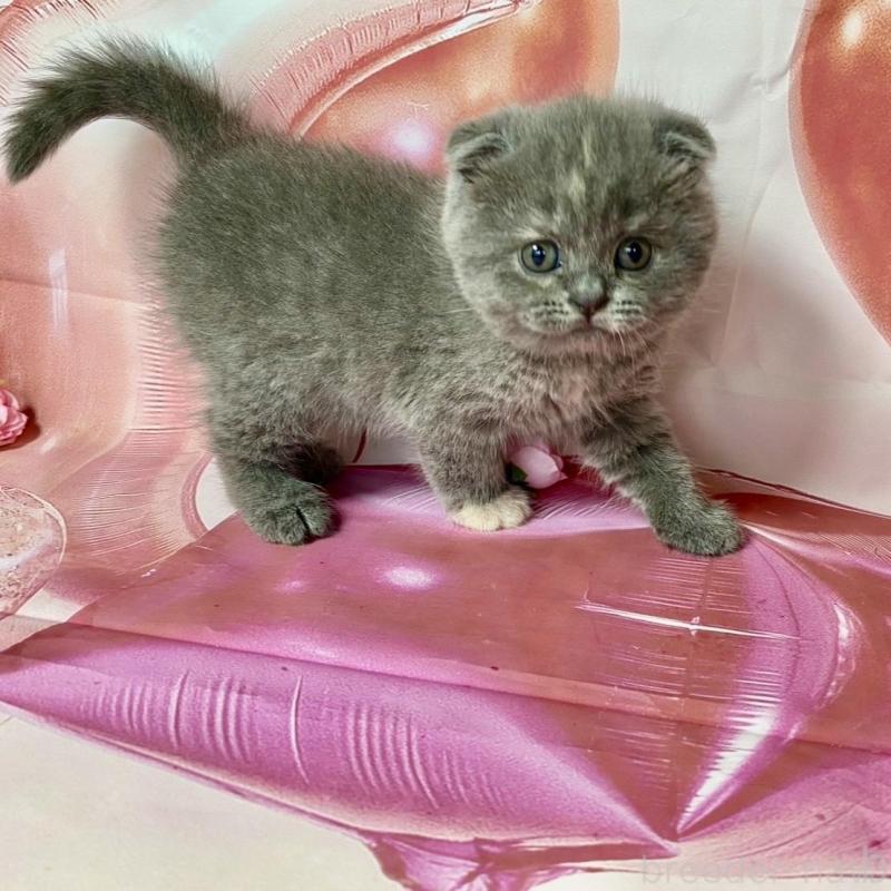 販売中の群馬県のスコティッシュフォールド(折れ耳)-131243の2枚目