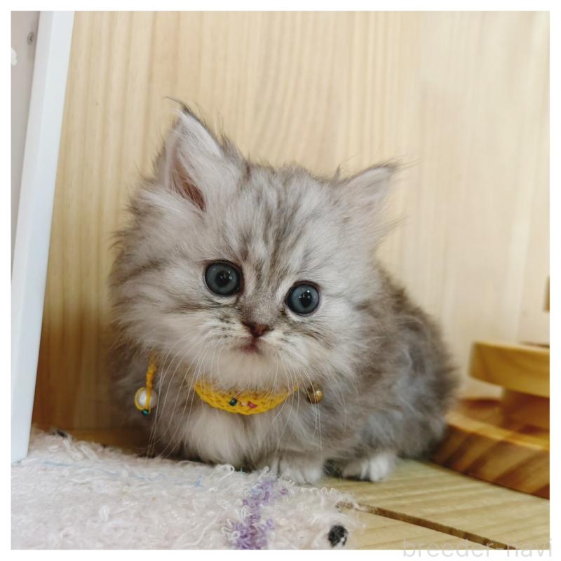 販売中の長野県のミヌエット(短足)-131244