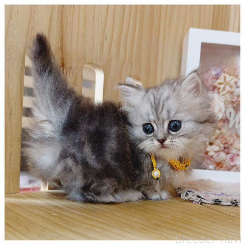 販売中の長野県のミヌエット(短足)-131244の9枚目