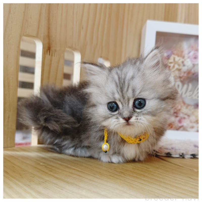 販売中の長野県のミヌエット(短足)-131244の8枚目