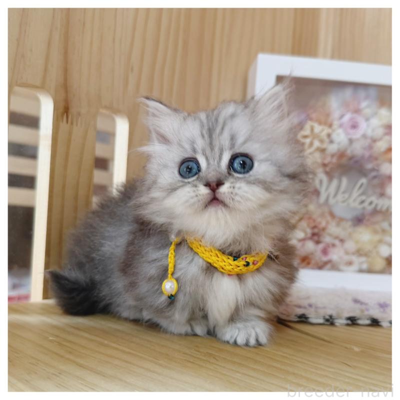 販売中の長野県のミヌエット(短足)-131244の7枚目