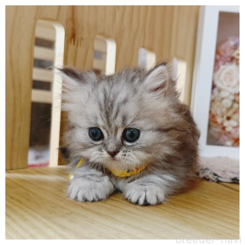 販売中の長野県のミヌエット(短足)-131244の6枚目