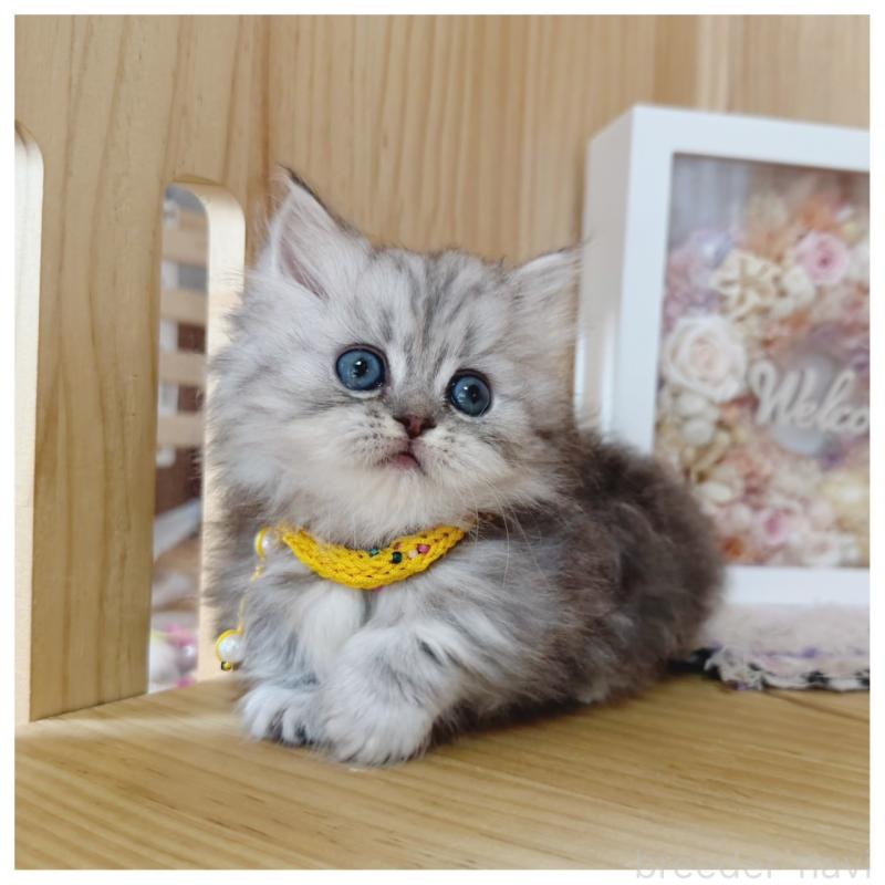 販売中の長野県のミヌエット(短足)-131244の5枚目