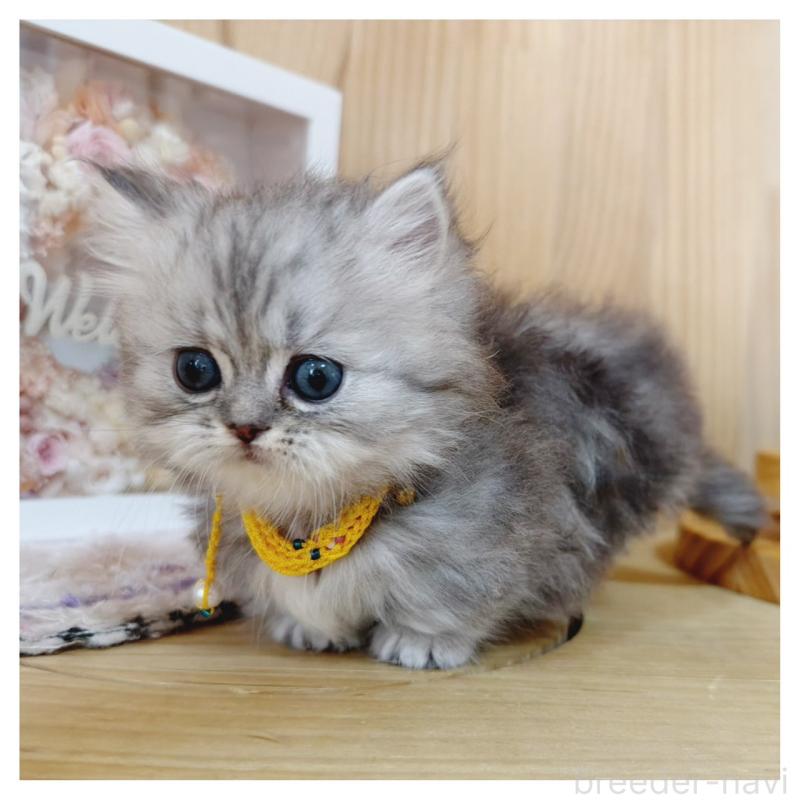 販売中の長野県のミヌエット(短足)-131244の4枚目