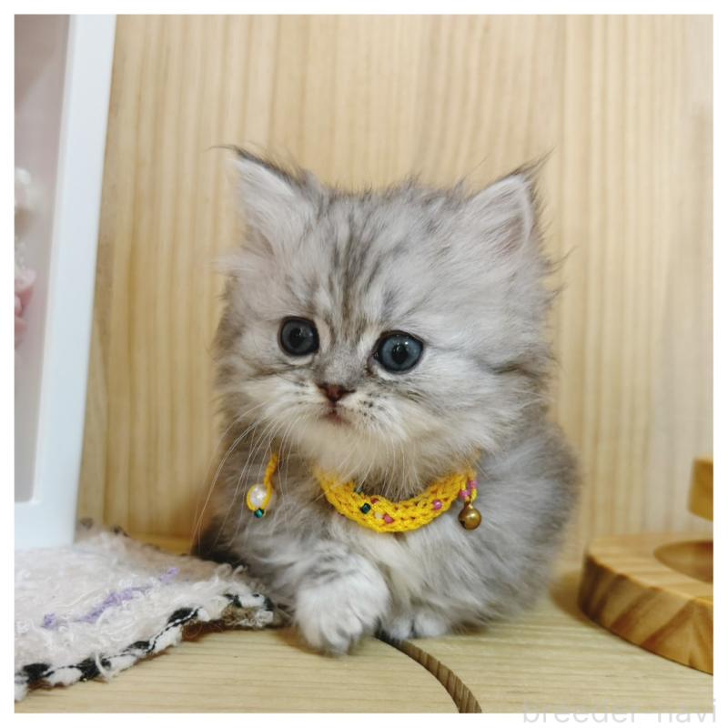 販売中の長野県のミヌエット(短足)-131244の3枚目