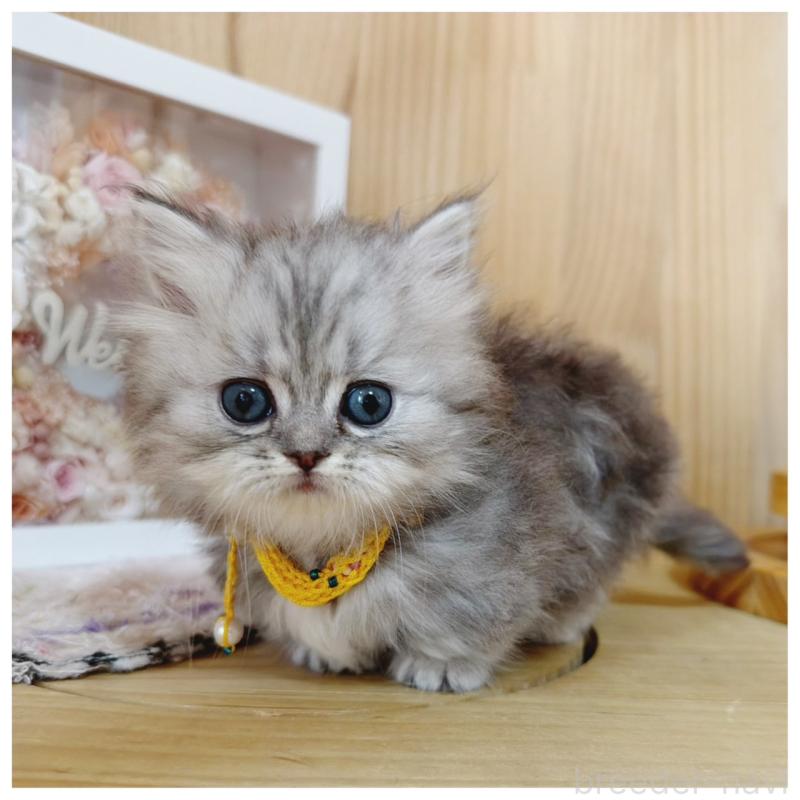 販売中の長野県のミヌエット(短足)-131244の2枚目