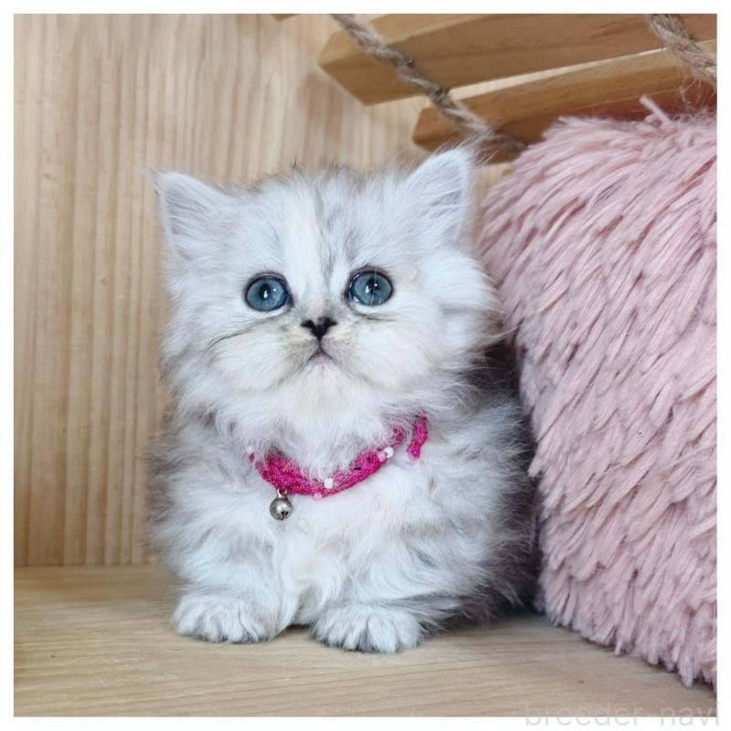 販売中の長野県のミヌエット(短足)-131245の1枚目