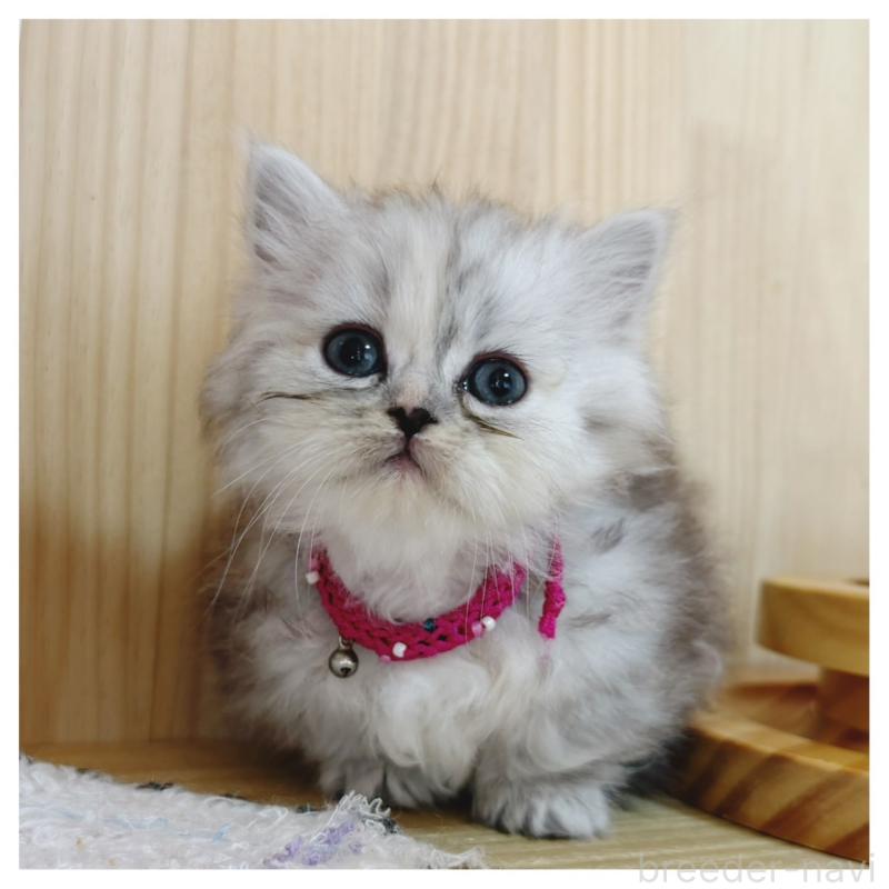 販売中の長野県のミヌエット(短足)-131245の6枚目