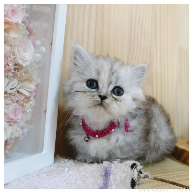 販売中の長野県のミヌエット(短足)-131245の5枚目