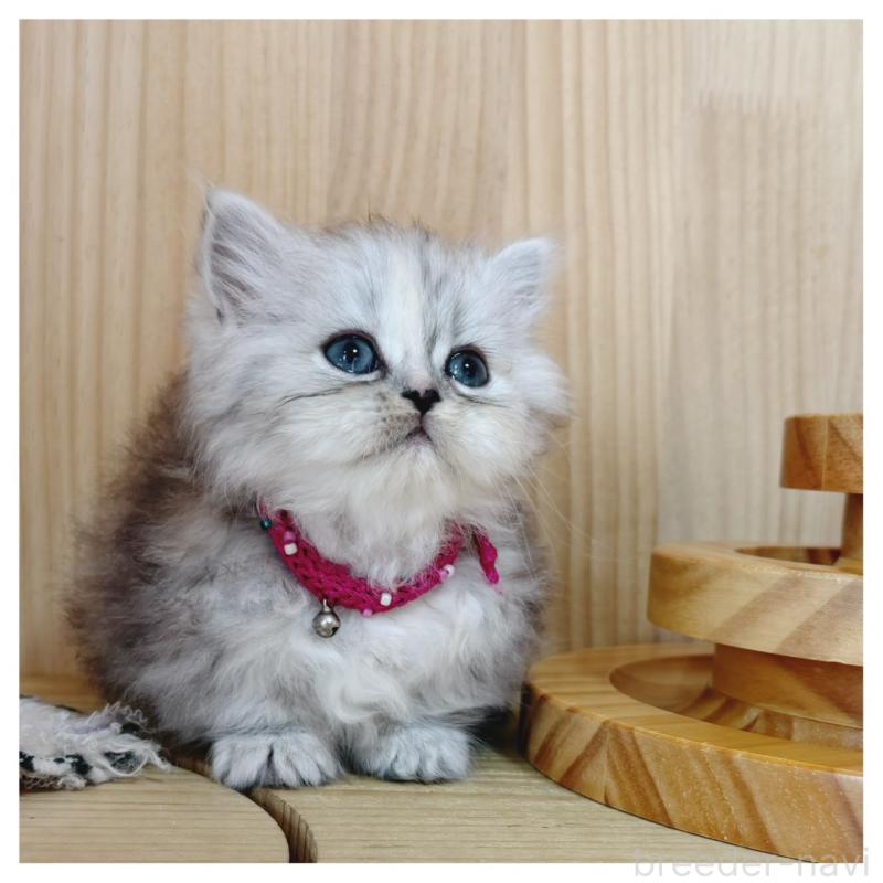 販売中の長野県のミヌエット(短足)-131245の4枚目