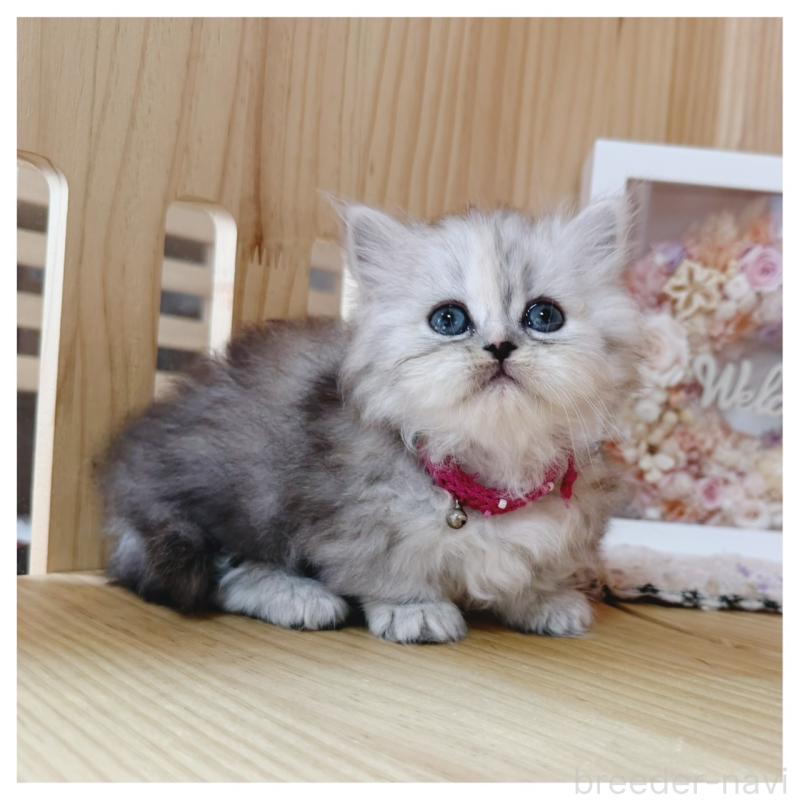 販売中の長野県のミヌエット(短足)-131245の3枚目