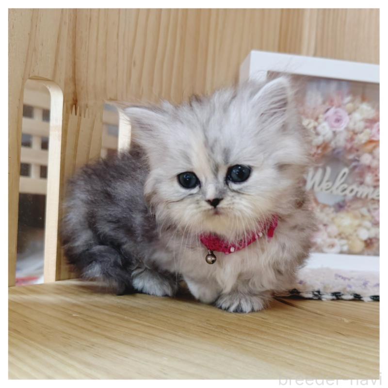 販売中の長野県のミヌエット(短足)-131245の2枚目