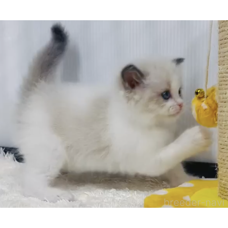 販売中の埼玉県のラグドール-131246の4枚目