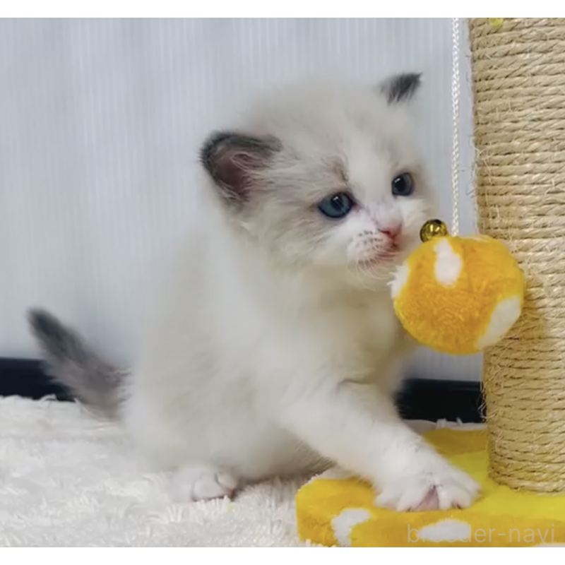 販売中の埼玉県のラグドール-131246の3枚目