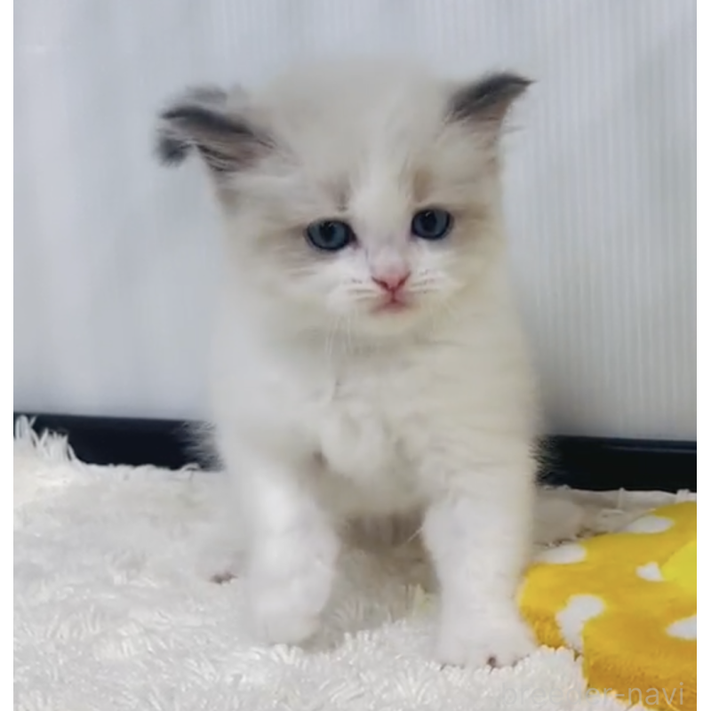 販売中の埼玉県のラグドール-131246の2枚目