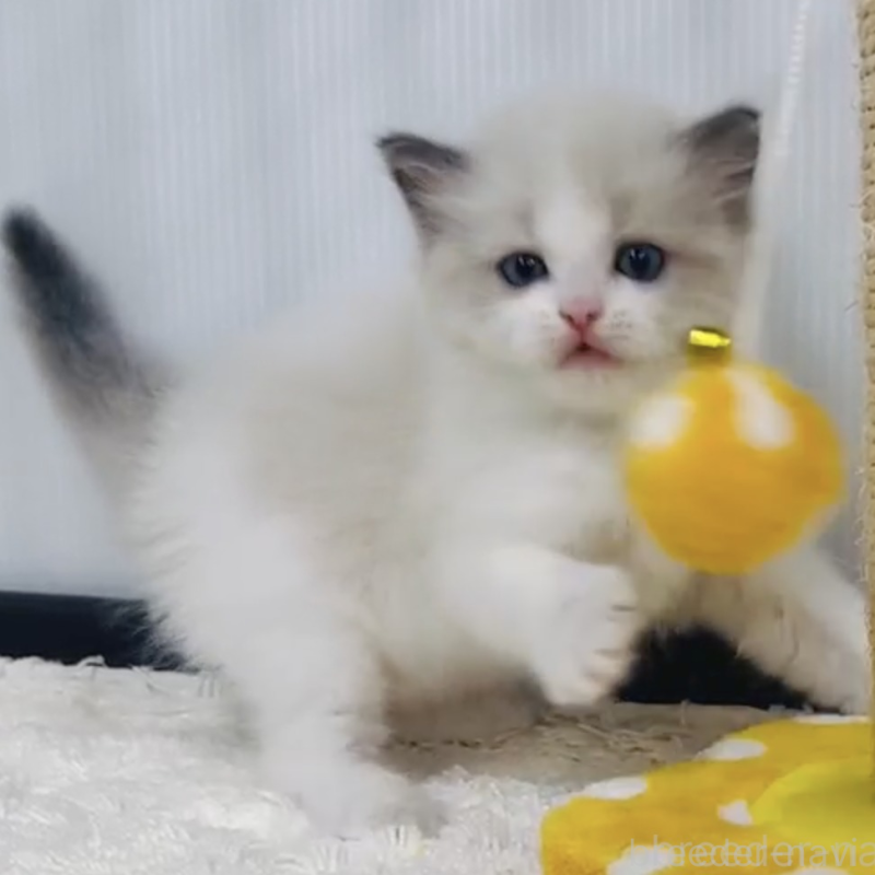 販売中ののラグドール-131246