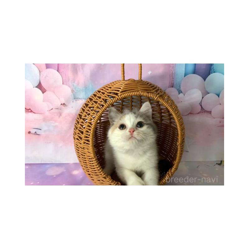 販売中の大阪府のスコティッシュフォールド-131247の5枚目