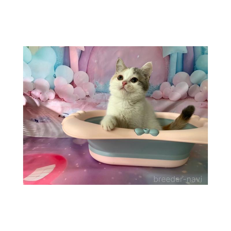 販売中の大阪府のスコティッシュフォールド-131247の4枚目