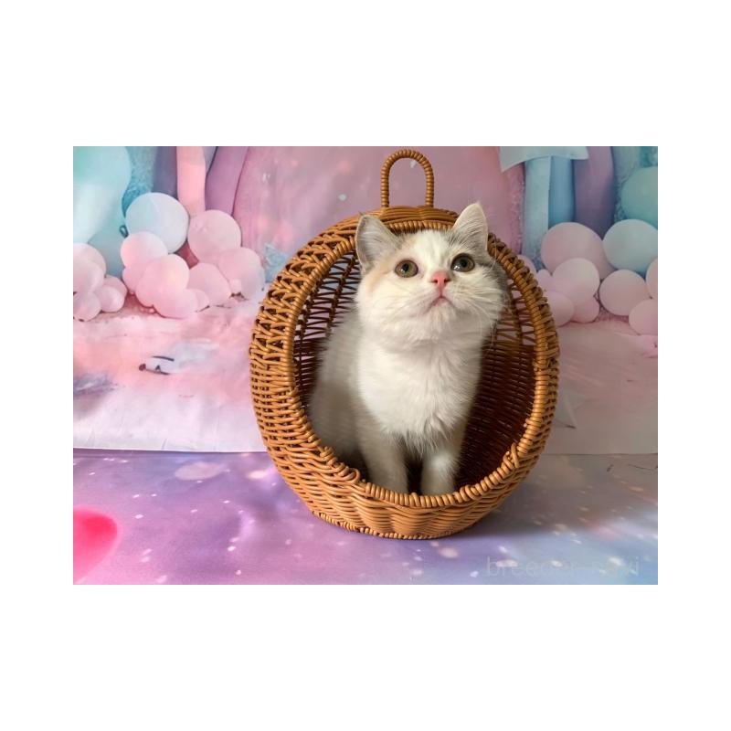 販売中の大阪府のスコティッシュフォールド-131247の3枚目