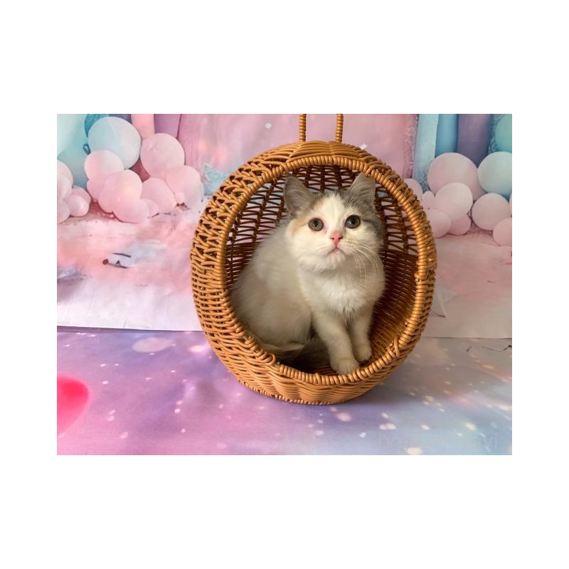 販売中の大阪府のスコティッシュフォールド-131247の2枚目